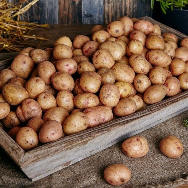 Картофель - бэби 