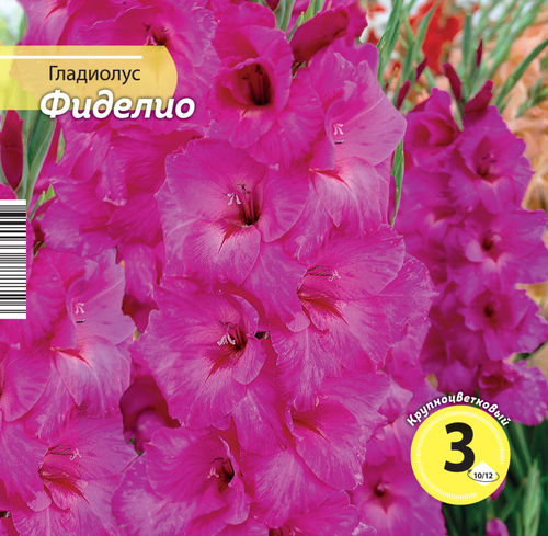 

Семена гладиолус фиделио 10/12
