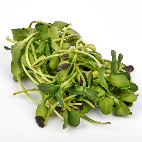 Микрозелень Подсолнуха