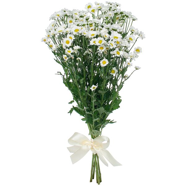 Букет цветов из Хризантема 