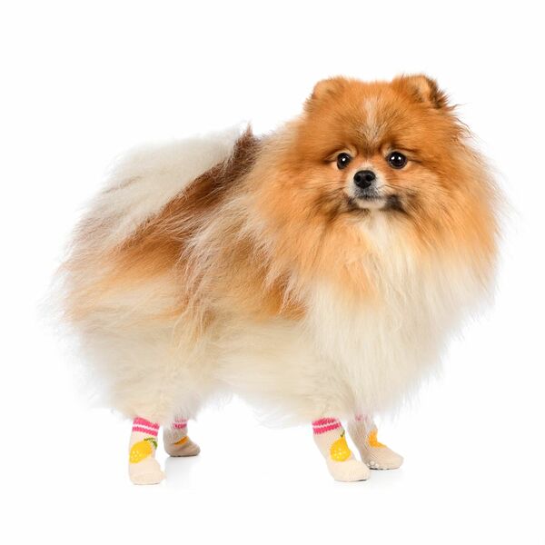 Носки для собак S бежевый (унисекс)