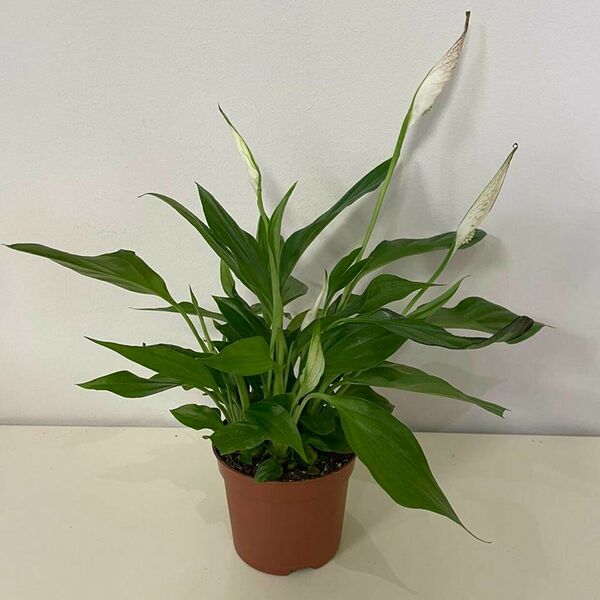 Комнатное растение 