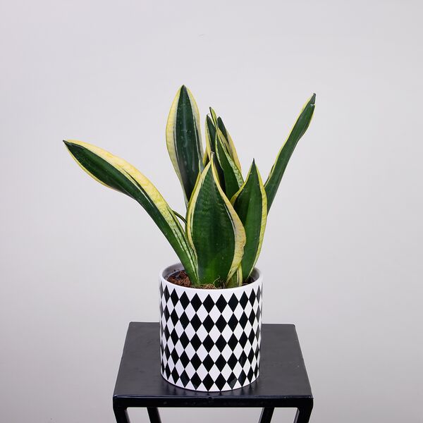 Сансевиерия Футура Суперба в керамике Геометрия (D-14, H-30)