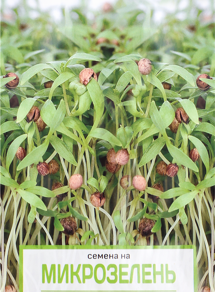 Семена Кориандр Поиск Микрозелень микс
