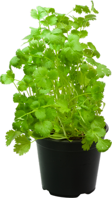 Кинза (кориандр) в горшочке