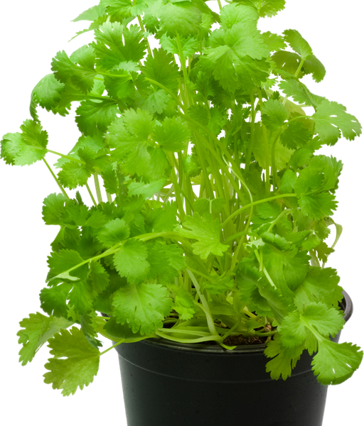 Кинза (кориандр) в горшочке