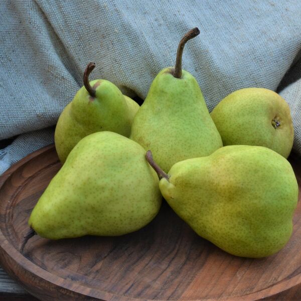 Груша Дюшес Узбекская