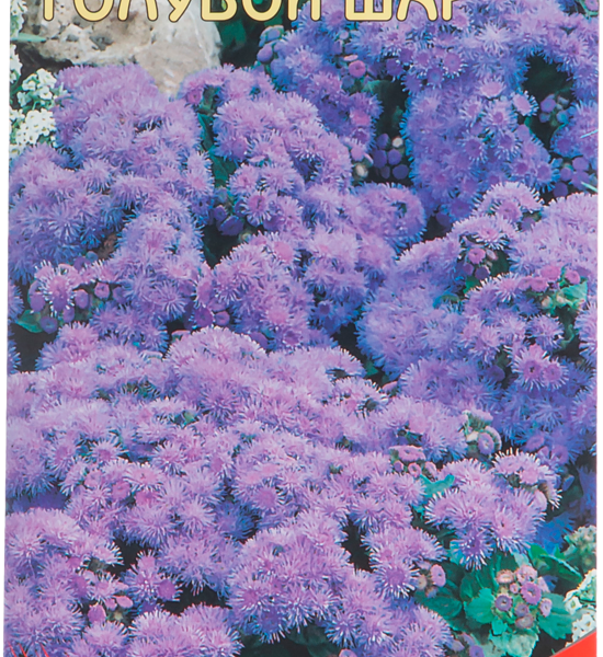 Семена Агератум Голубой шар