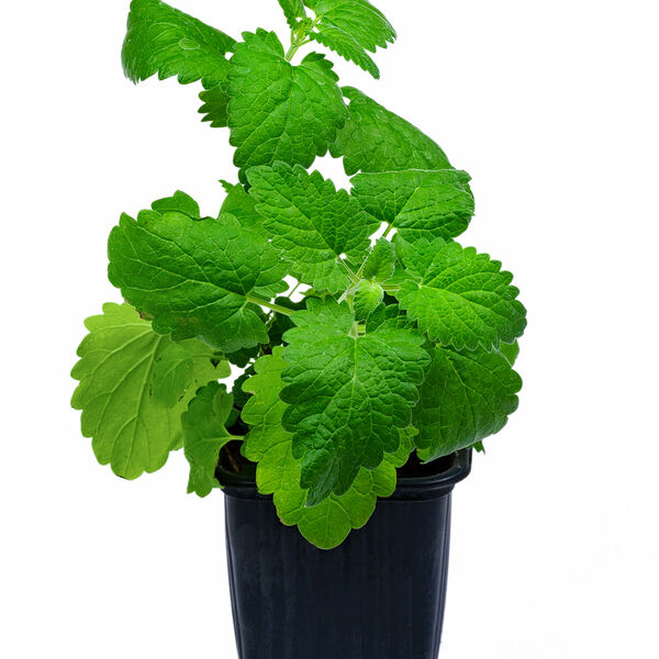Мята кошачья  в квадратном горшочке