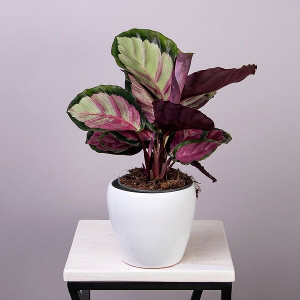 Калатея Розеопикта Роси (D-12, H-30)