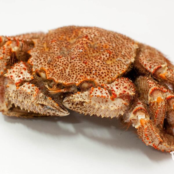 Краб Волосатик варено-мороженный