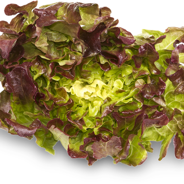 Салат Дуболистный красный