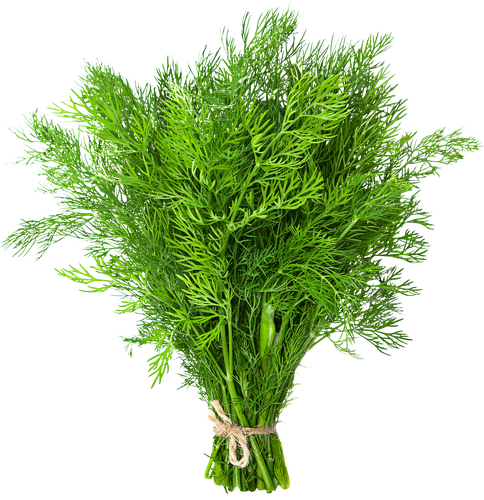 

Укроп свежий вес