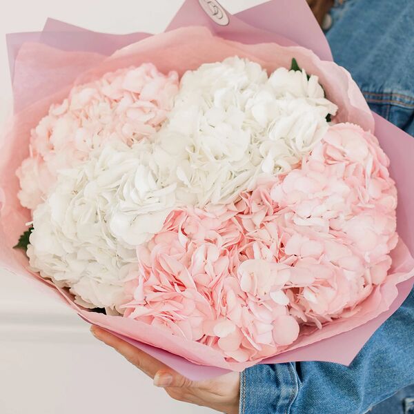 Букет из 5 белых и розовых гортензий