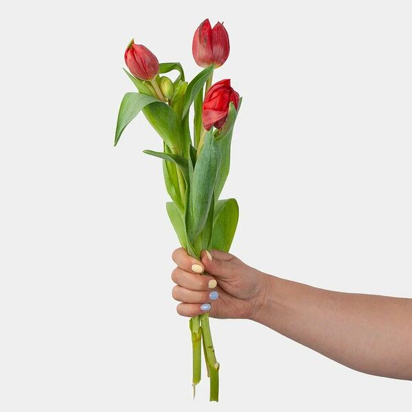 Тюльпан красный (3 шт.)