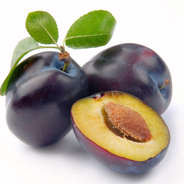 Слива синяя 