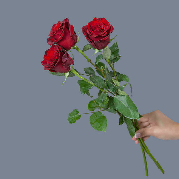 Роза Explorer 3ст