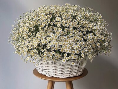 Корзина с ромашками L
