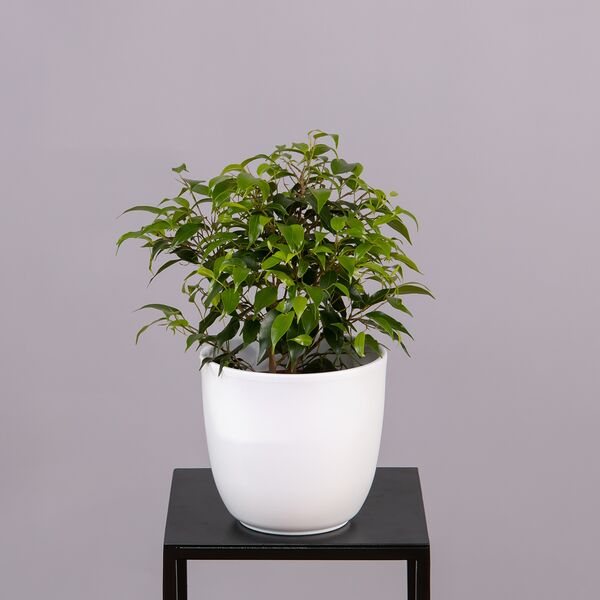 Фикус Бенжамина Наташа (D-12, Н-30)