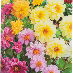 Семена ДОМ СЕМЯН Георгина Каледония, смесь