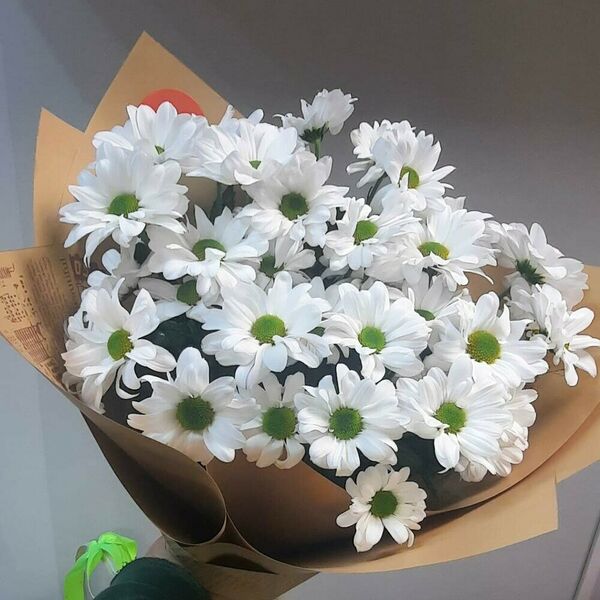 Ромашка кустовая голландская