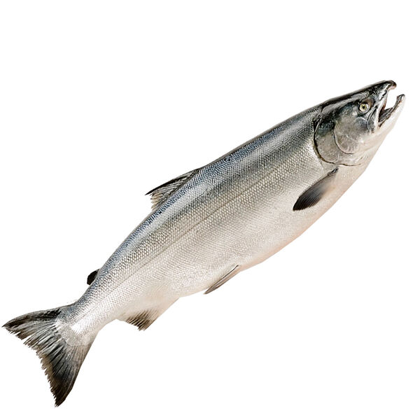 Дикий лосось кижуч свежемороженый потрошеный, штучной заморозки, Икорный