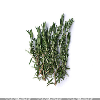 Розмарин Орхидея 8