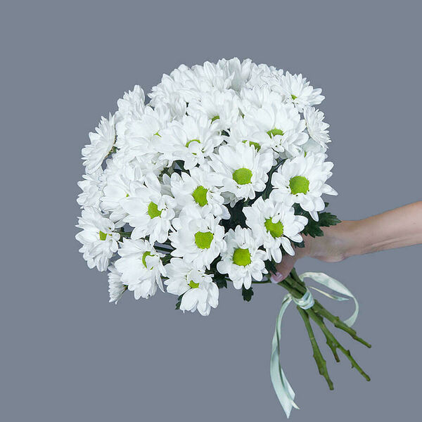 Монобукет из 7 кустовых белых Хризантем под ленту Ирис