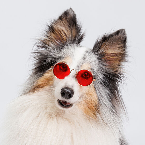 Очки солнечные для собак и кошек, красные