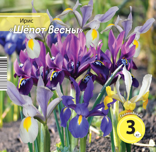 

Семена ирис голландика микс 6/7