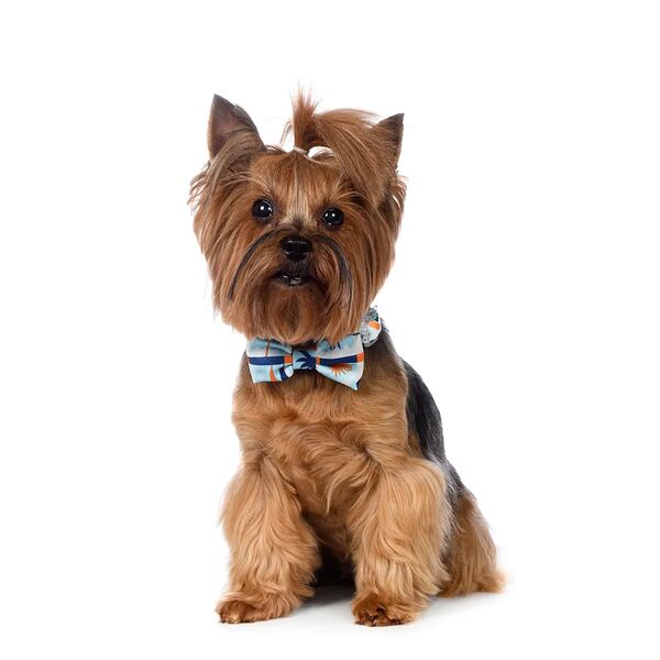 Галстук-бант голубой M