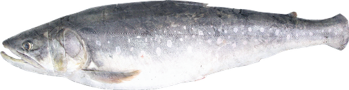 Голец н/р с/м вес до 300г