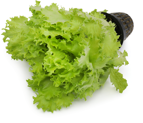 

Салат IFARM Фриссе, в горшочке