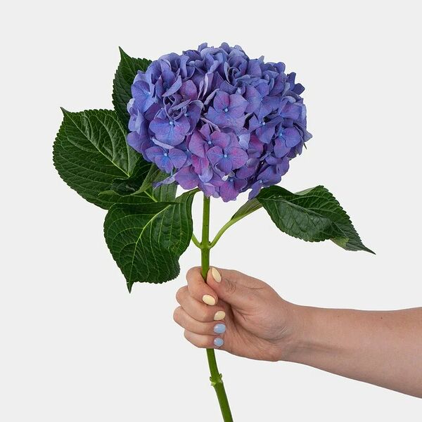 Гортензия синяя