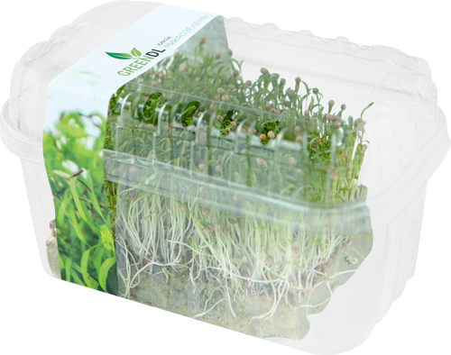 

Микрозелень Greendl Кинза растущая