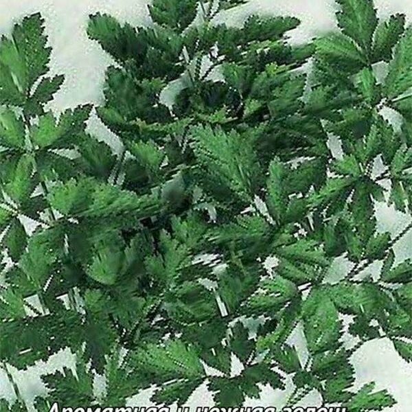 Семена Петрушка Бутербродная ТМ Поиск