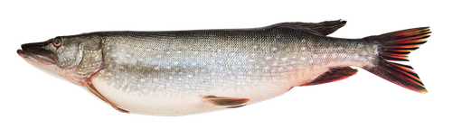 

Щука охл вес до 2.0 кг