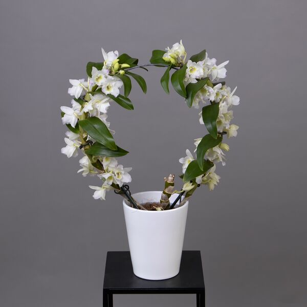 Дендробиум Нобиле Круг Белый (D-12, Н-50)