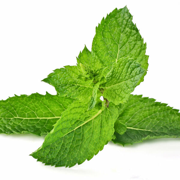 Мята ТМ Зеленьторг