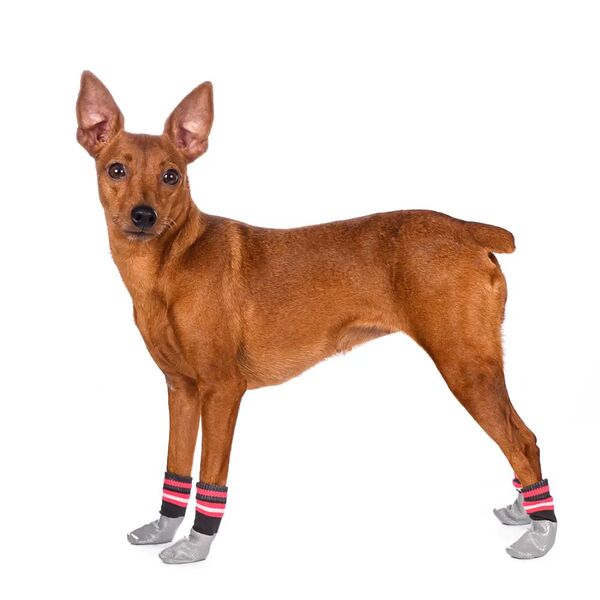 Носки с прорезиненной подошвой для собак M черный (унисекс)