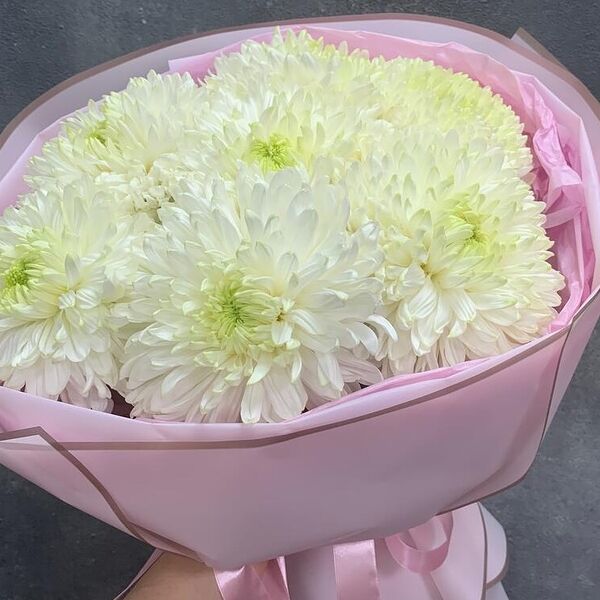 Хризантемы одноголовые