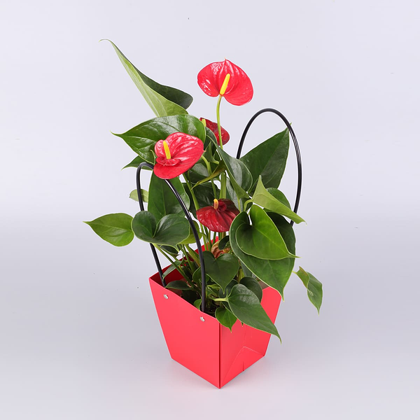 Антуриум МИКС