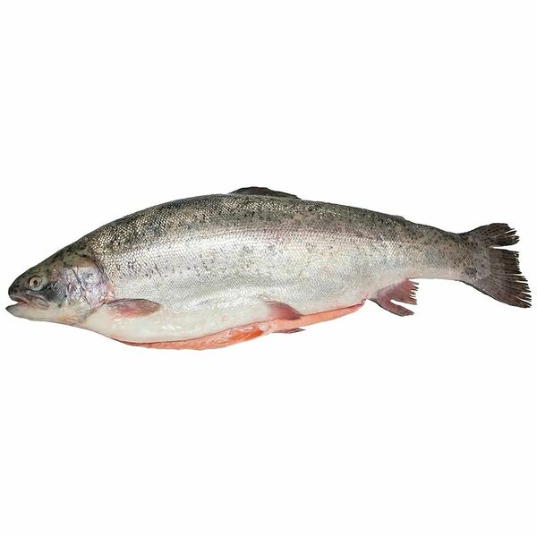 Рыба свежемороженая Форель радужная потрошеная с головой вес