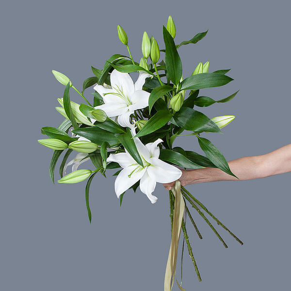 Монобукет 7 Лилий под ленту Ирис