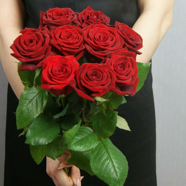 Роза красная