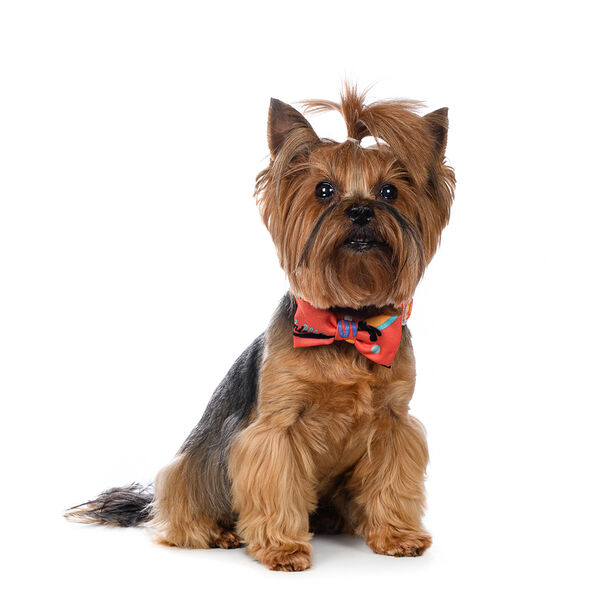 Галстук-бант оранжевый M