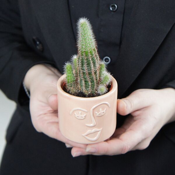 Кактус мини №8