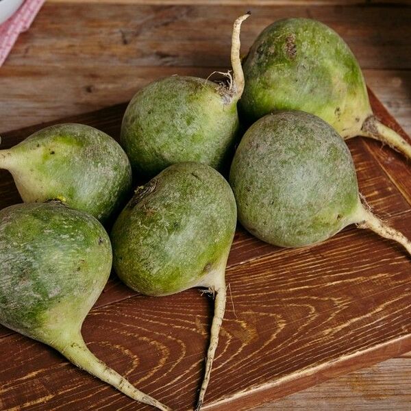 Редька зеленая