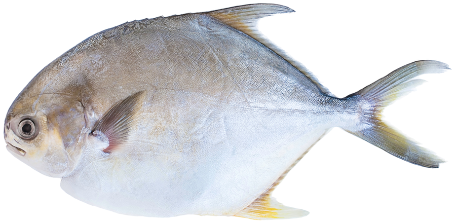 

Помпано Лента Fresh потрошеная с головой замороженная, весовая