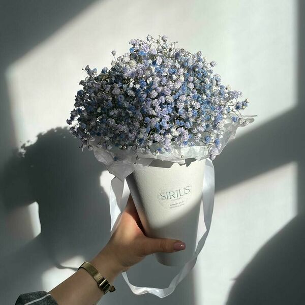 Фиолетовая гипсофила в конусе